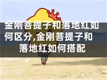 金刚菩提子和落地红如何区分,金刚菩提子和落地红如何搭配