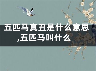 五匹马真丑是什么意思,五匹马叫什么