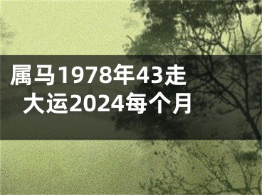 属马1978年43走大运2024每个月