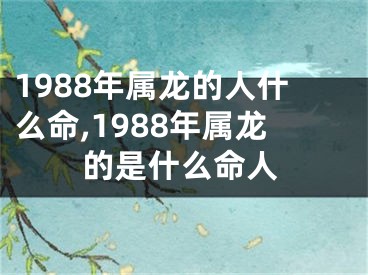 1988年属龙的人什么命,1988年属龙的是什么命人