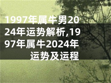 1997年属牛男2024年运势解析,1997年属牛2024年运势及运程