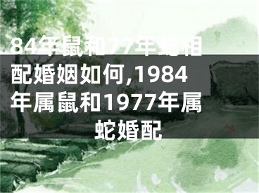 84年鼠和77年蛇相配婚姻如何,1984年属鼠和1977年属蛇婚配