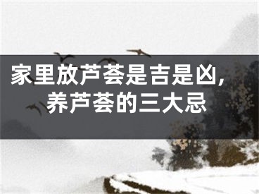 家里放芦荟是吉是凶,养芦荟的三大忌