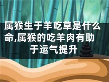 属猴生于羊吃草是什么命,属猴的吃羊肉有助于运气提升
