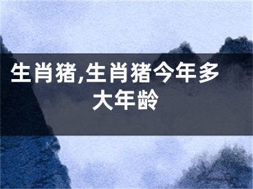 生肖猪,生肖猪今年多大年龄