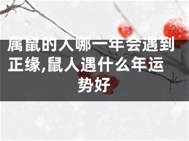 属鼠的人哪一年会遇到正缘,鼠人遇什么年运势好
