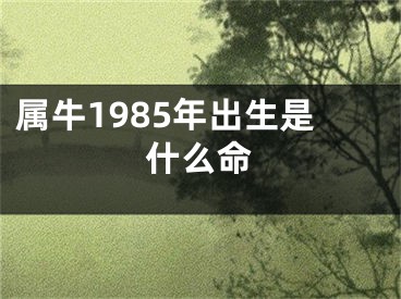 属牛1985年出生是什么命