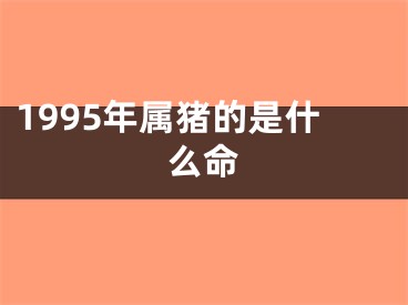 1995年属猪的是什么命