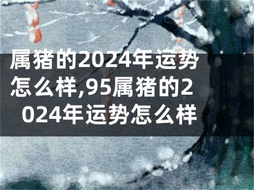 属猪的2024年运势怎么样,95属猪的2024年运势怎么样
