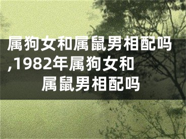 属狗女和属鼠男相配吗,1982年属狗女和属鼠男相配吗