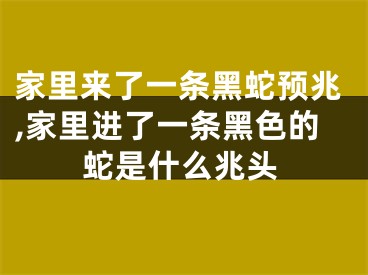 家里来了一条黑蛇预兆,家里进了一条黑色的蛇是什么兆头