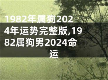 1982年属狗2024年运势完整版,1982属狗男2024命运