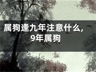 属狗逢九年注意什么,9年属狗