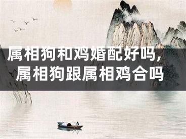 属相狗和鸡婚配好吗,属相狗跟属相鸡合吗