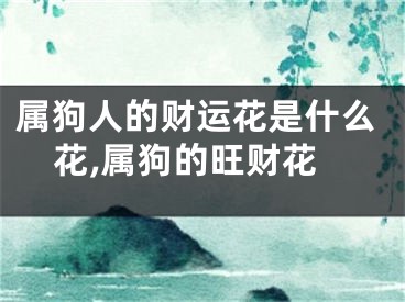 属狗人的财运花是什么花,属狗的旺财花