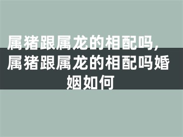 属猪跟属龙的相配吗,属猪跟属龙的相配吗婚姻如何