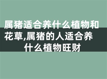 属猪适合养什么植物和花草,属猪的人适合养什么植物旺财