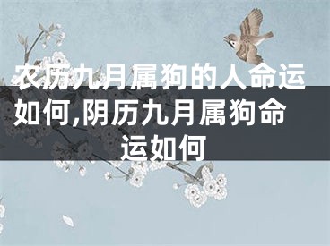 农历九月属狗的人命运如何,阴历九月属狗命运如何