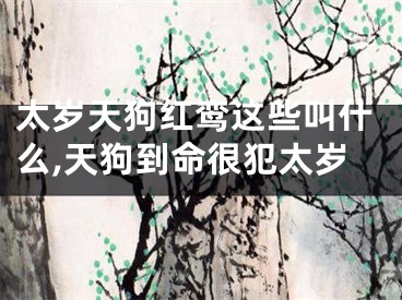 太岁天狗红鸾这些叫什么,天狗到命很犯太岁