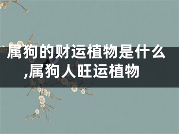 属狗的财运植物是什么,属狗人旺运植物