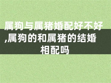 属狗与属猪婚配好不好,属狗的和属猪的结婚相配吗