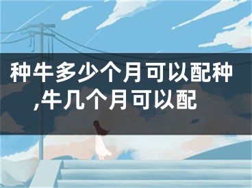 种牛多少个月可以配种,牛几个月可以配