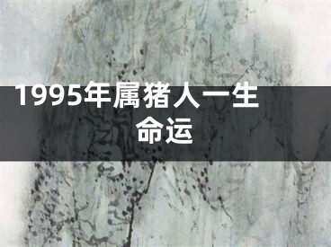 1995年属猪人一生命运