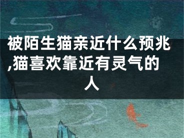 被陌生猫亲近什么预兆,猫喜欢靠近有灵气的人