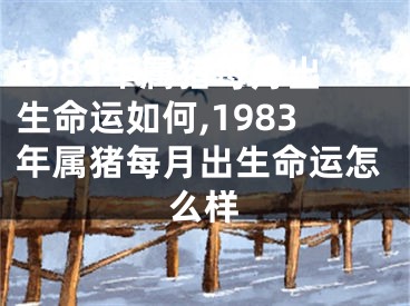 1983年属猪每月出生命运如何,1983年属猪每月出生命运怎么样