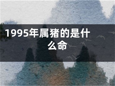 1995年属猪的是什么命