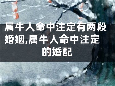 属牛人命中注定有两段婚姻,属牛人命中注定的婚配