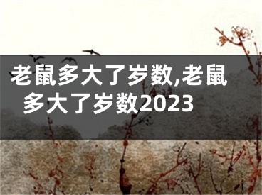 老鼠多大了岁数,老鼠多大了岁数2023