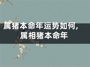 属猪本命年运势如何,属相猪本命年