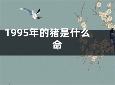 1995年的猪是什么命
