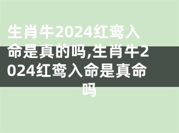 生肖牛2024红鸾入命是真的吗,生肖牛2024红鸾入命是真命吗