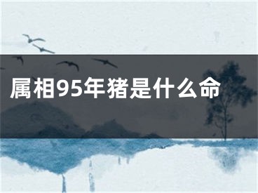 属相95年猪是什么命