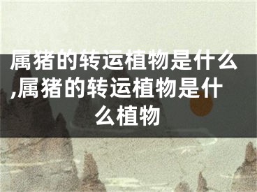 属猪的转运植物是什么,属猪的转运植物是什么植物