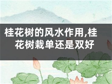 桂花树的风水作用,桂花树栽单还是双好