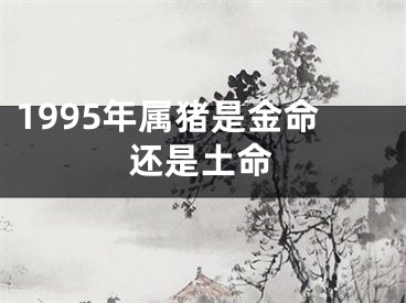 1995年属猪是金命还是土命