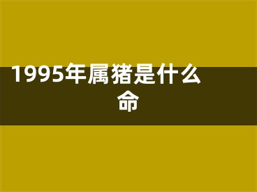 1995年属猪是什么命