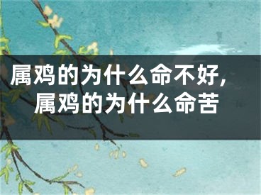 属鸡的为什么命不好,属鸡的为什么命苦