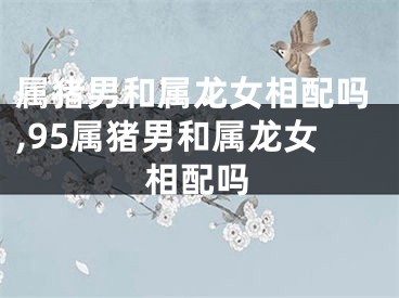 属猪男和属龙女相配吗,95属猪男和属龙女相配吗