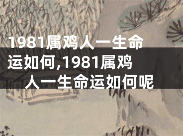 1981属鸡人一生命运如何,1981属鸡人一生命运如何呢