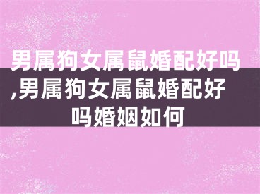 男属狗女属鼠婚配好吗,男属狗女属鼠婚配好吗婚姻如何