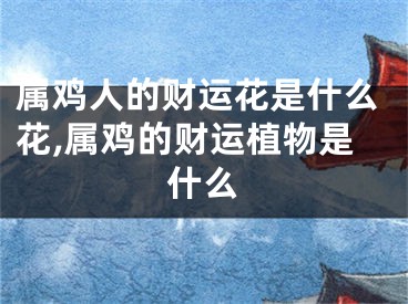 属鸡人的财运花是什么花,属鸡的财运植物是什么