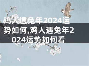 鸡人遇兔年2024运势如何,鸡人遇兔年2024运势如何看