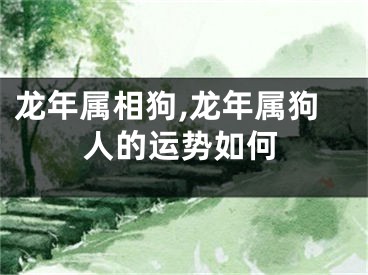 龙年属相狗,龙年属狗人的运势如何