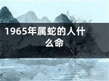 1965年属蛇的人什么命