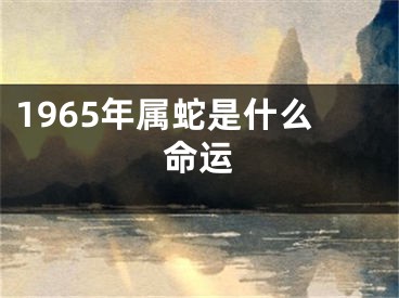 1965年属蛇是什么命运