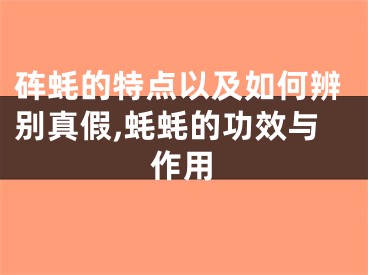 砗蚝的特点以及如何辨别真假,蚝蚝的功效与作用